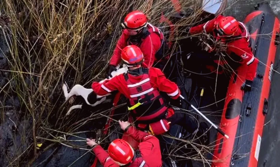 Lucky dog saved from swift river