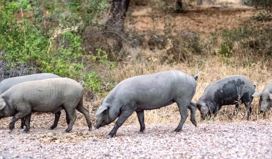 UK eases pork restrictions on Spain due to African swine fever