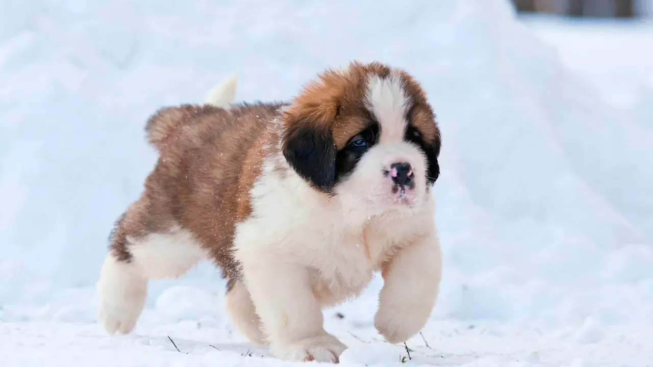 Saint Bernard Puppy Experiences Snow for the First Time and Goes Wild