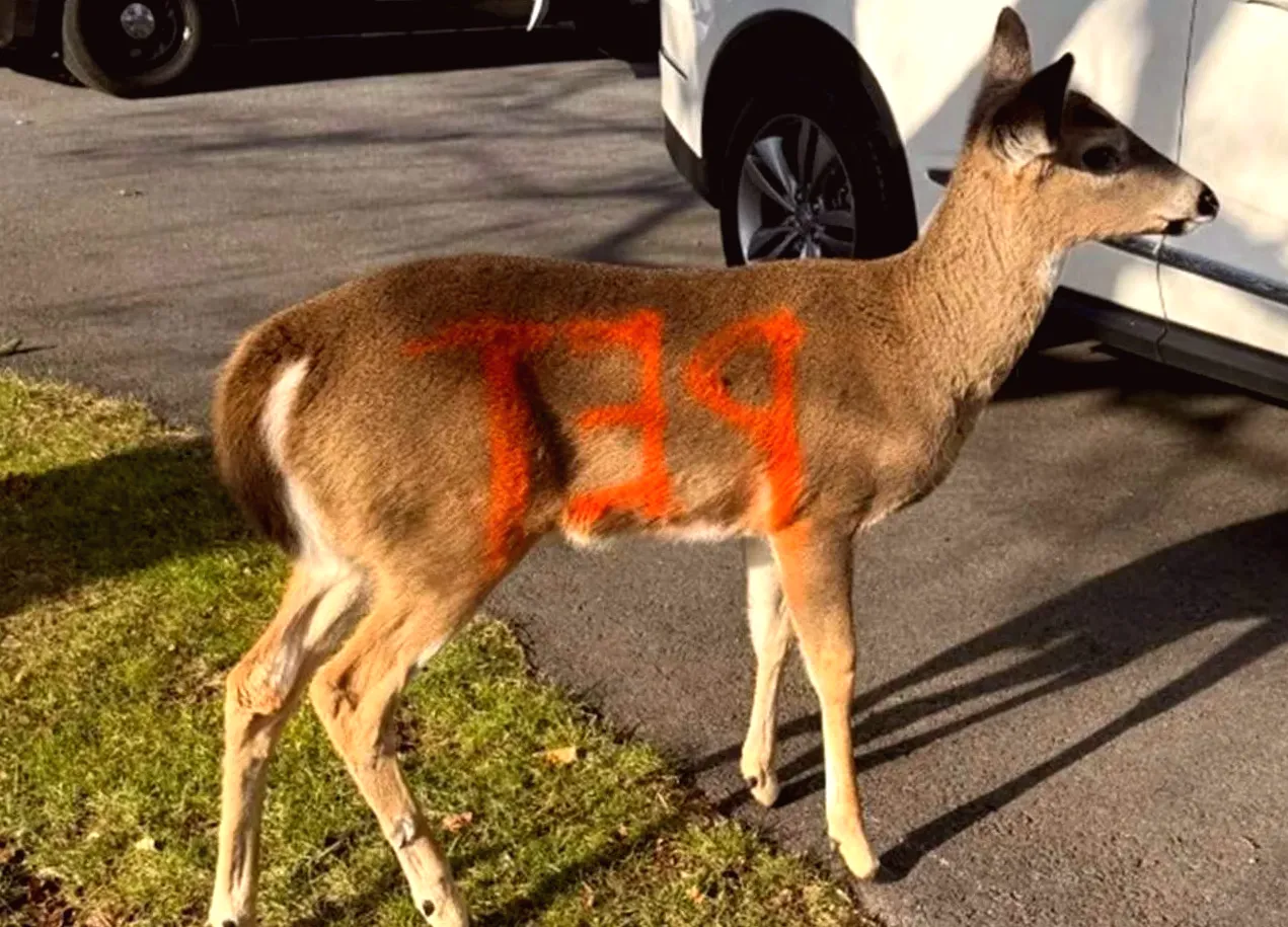 Pennsylvania Game Warden Issues Warning After Deer Found with 'Pet' Painted on Its Body and Showing 'No Fear' of Humans