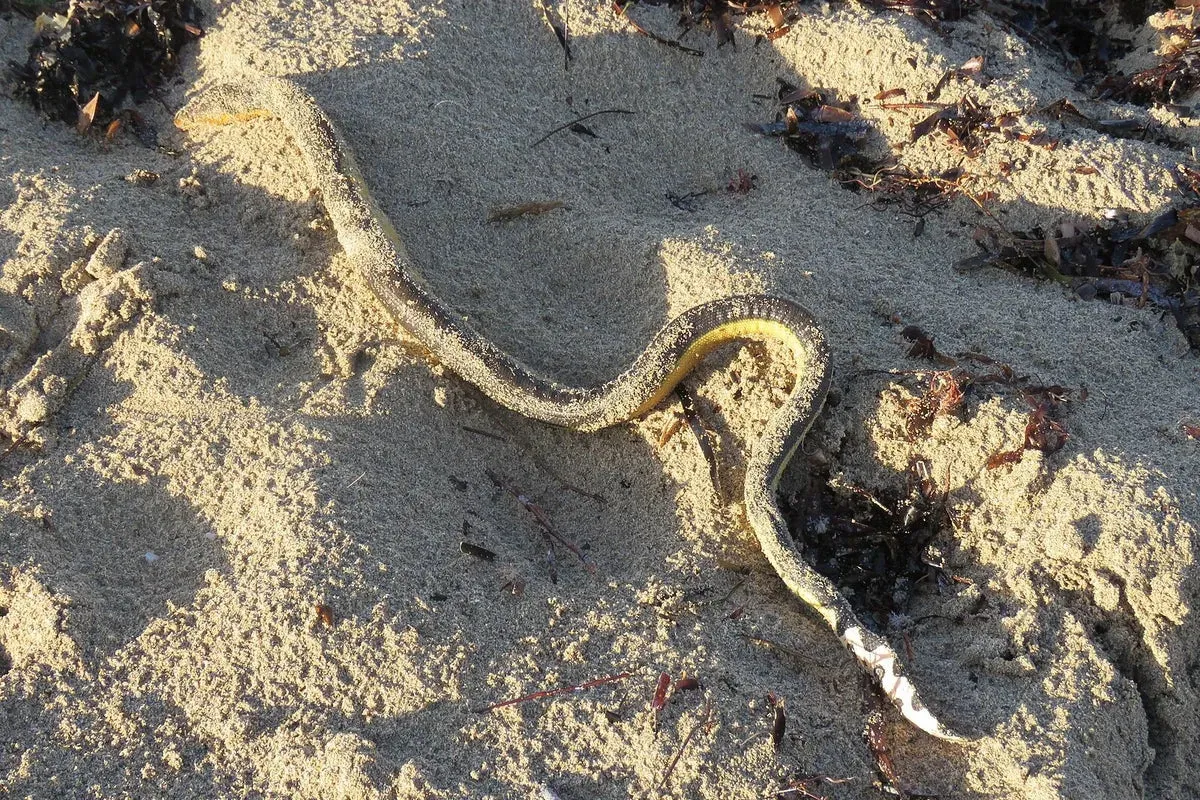 Mysterious dead sea snakes continue to appear on Australia’s shores, leaving scientists puzzled