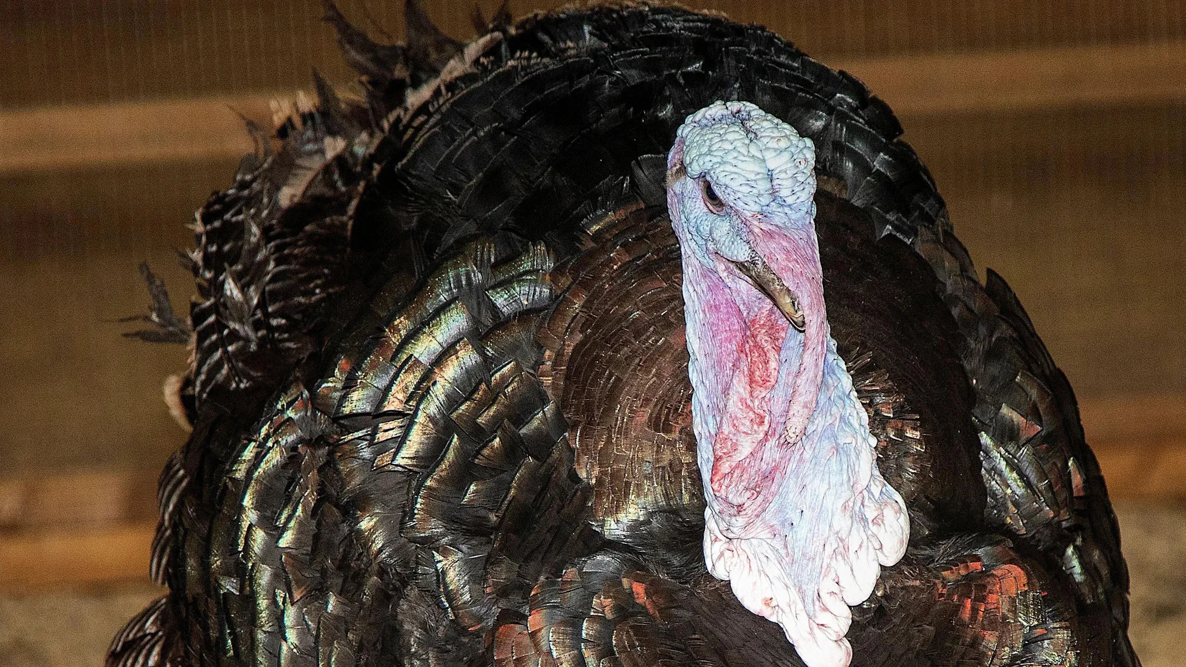 Turkey breeder supplying high-end retailers under investigation for animal welfare