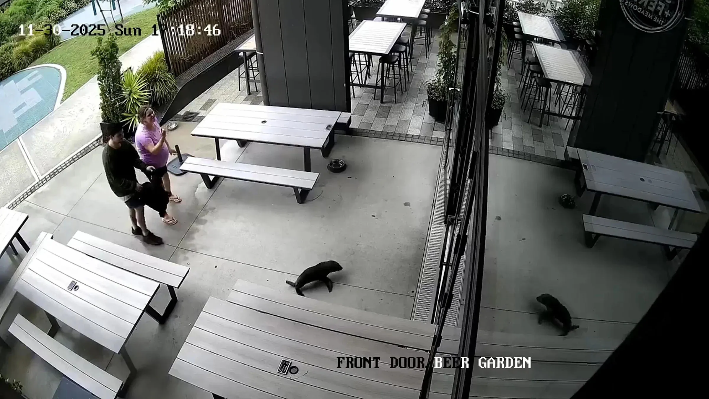 Baby Seal Wanders Into Bar and Makes a Beeline for the Bathroom: "What's the Plan?"