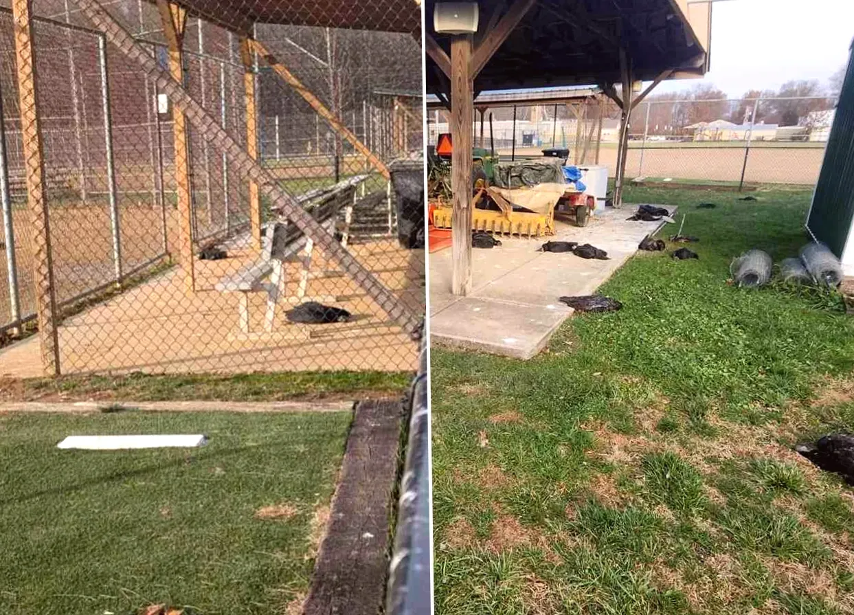 More than 70 Vultures Discovered Deceased at School Campus, Possibly from Bird Flu