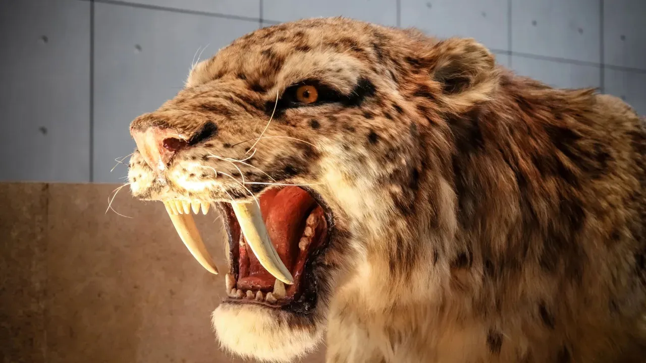 12 Cat Breeds That Were Fierce and Now Extinct