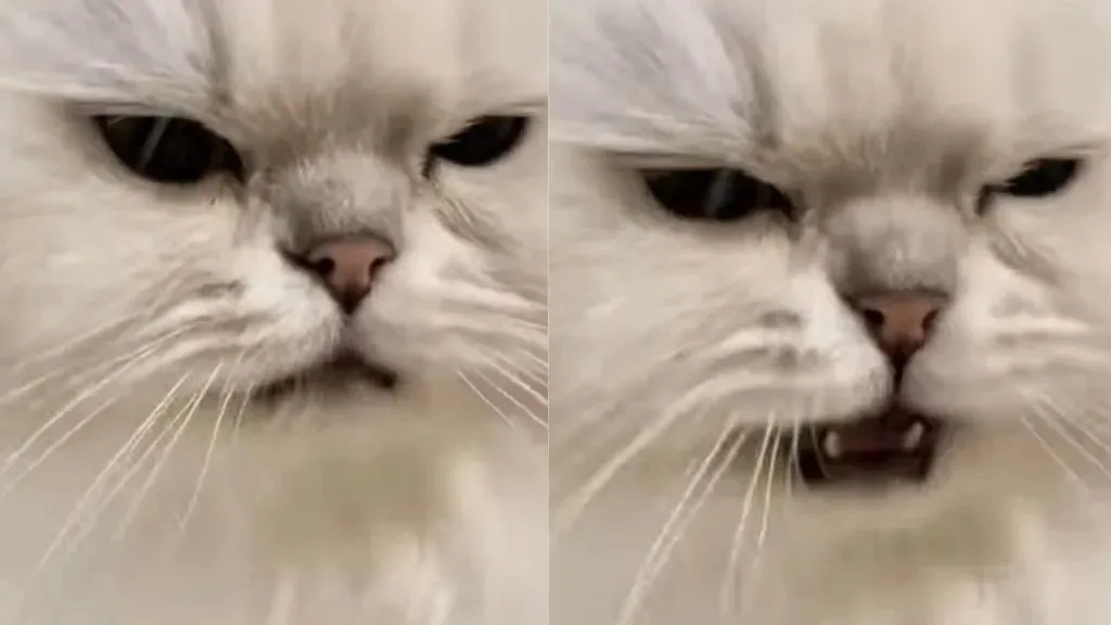 Cat's Reaction to Being Touched