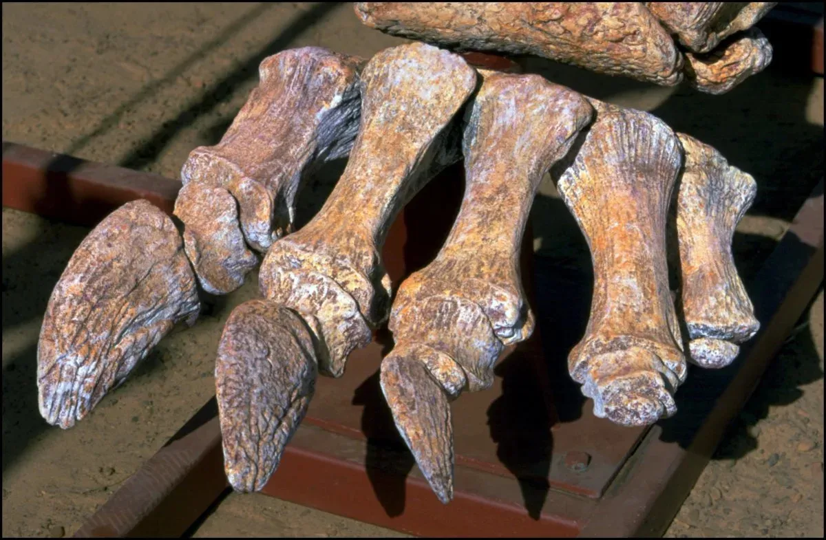 150 Million-Year-Old Giant Dinosaur Footprints Found in Colorado