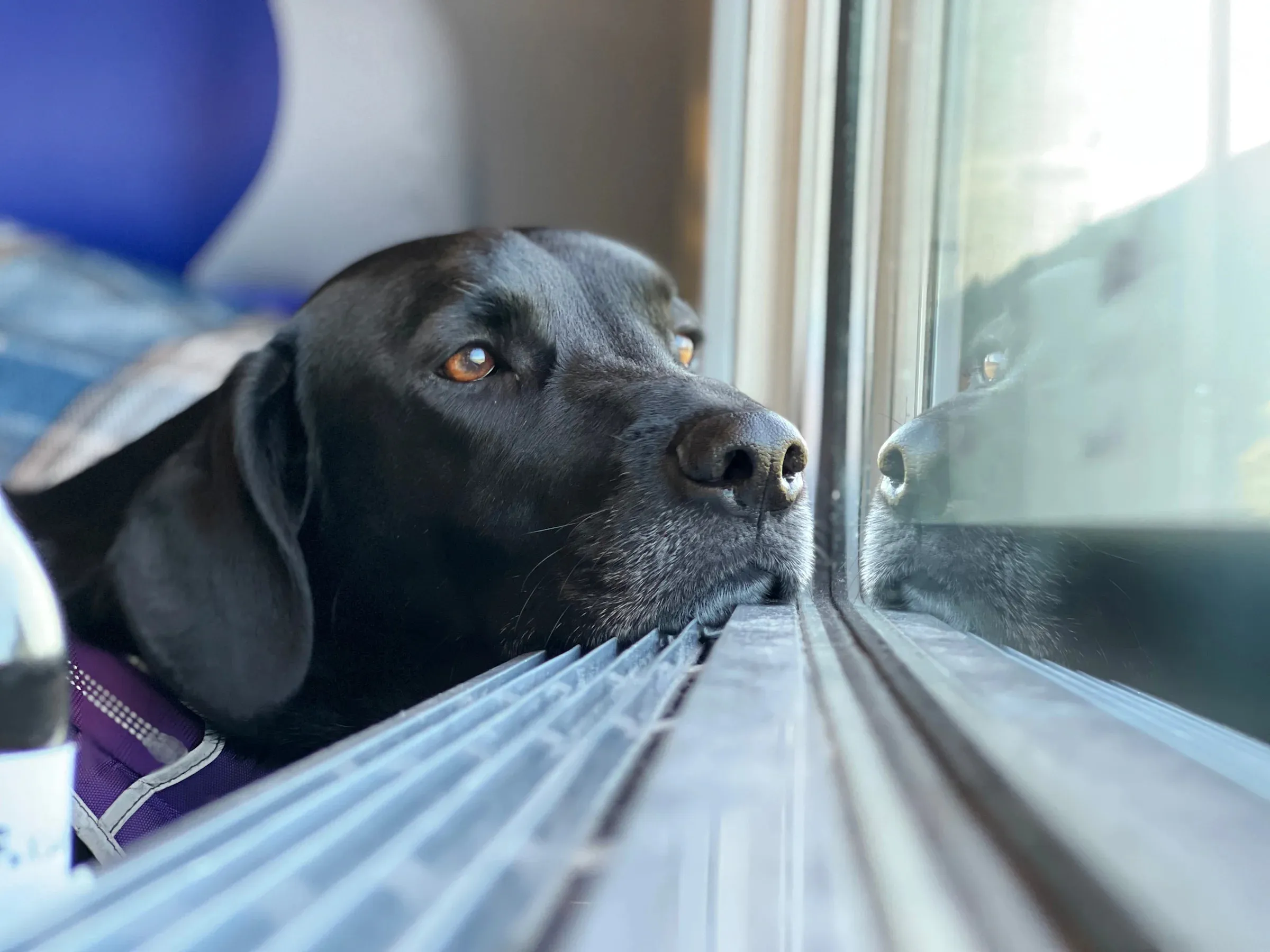 TSA Hosted an Unexpected Retirement Celebration for a Airport Working Dog — and the Footage is Heartwarming