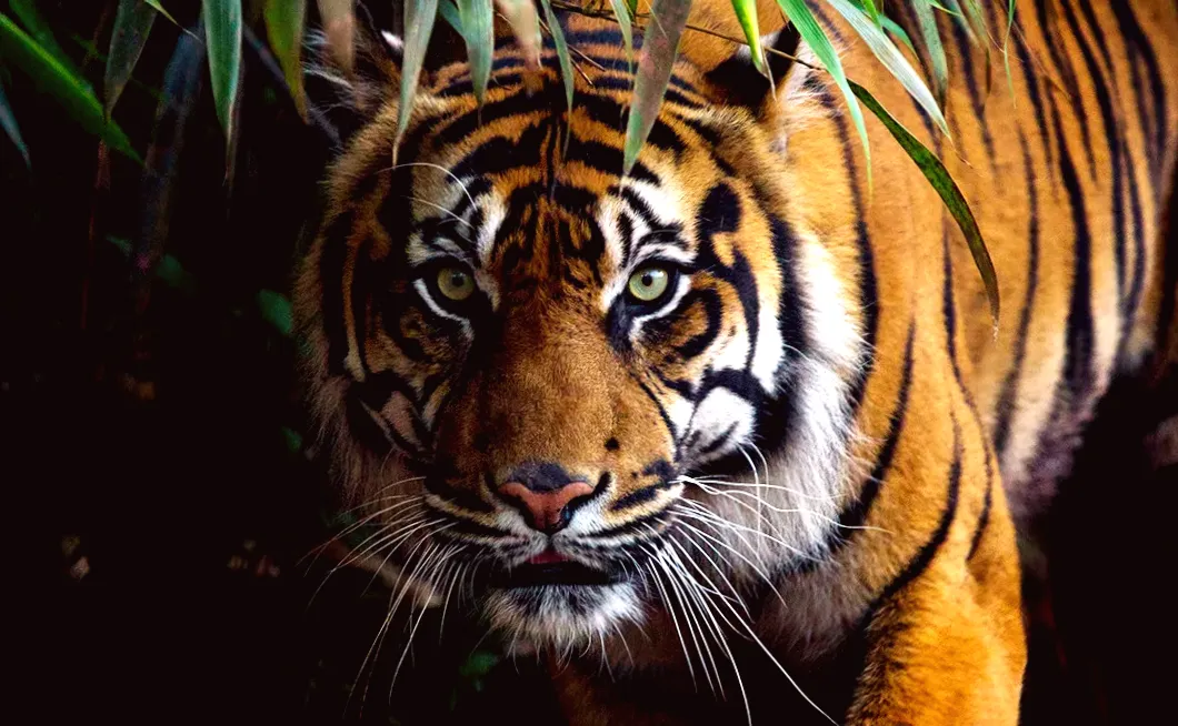 Endangered Sumatran Tigers' Selfies Reveal Strong Population
