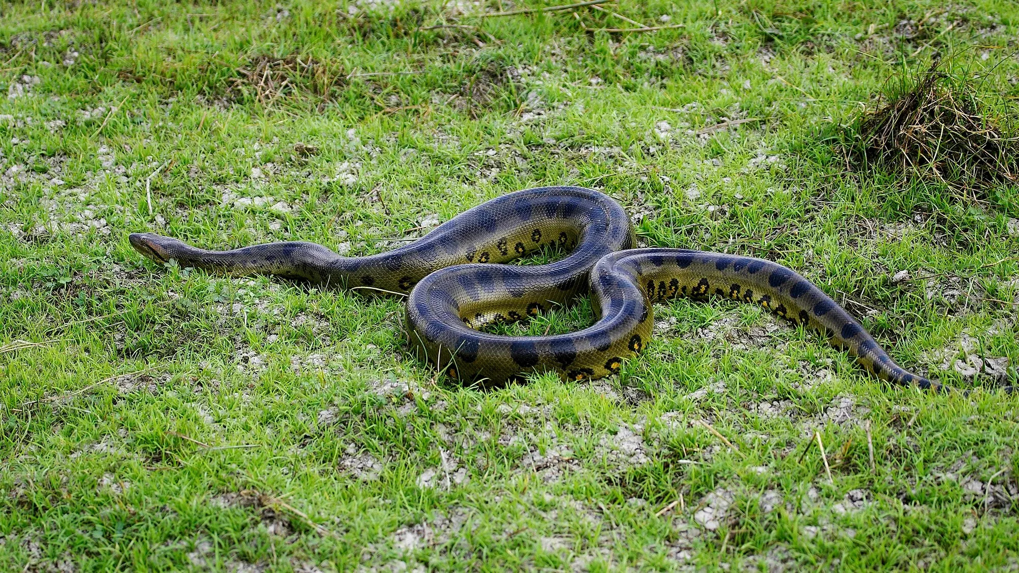 Anacondas have been massive for over 12 million years