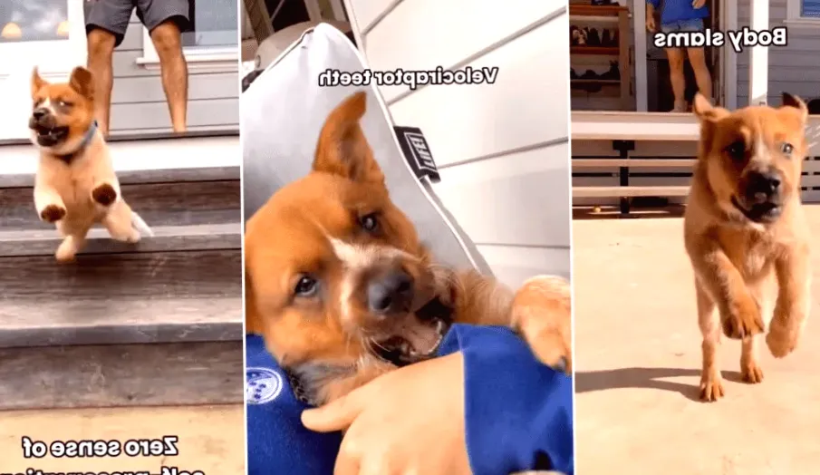 Video: Owner Demonstrates that Heeler Puppy is Not for the Faint of Heart
