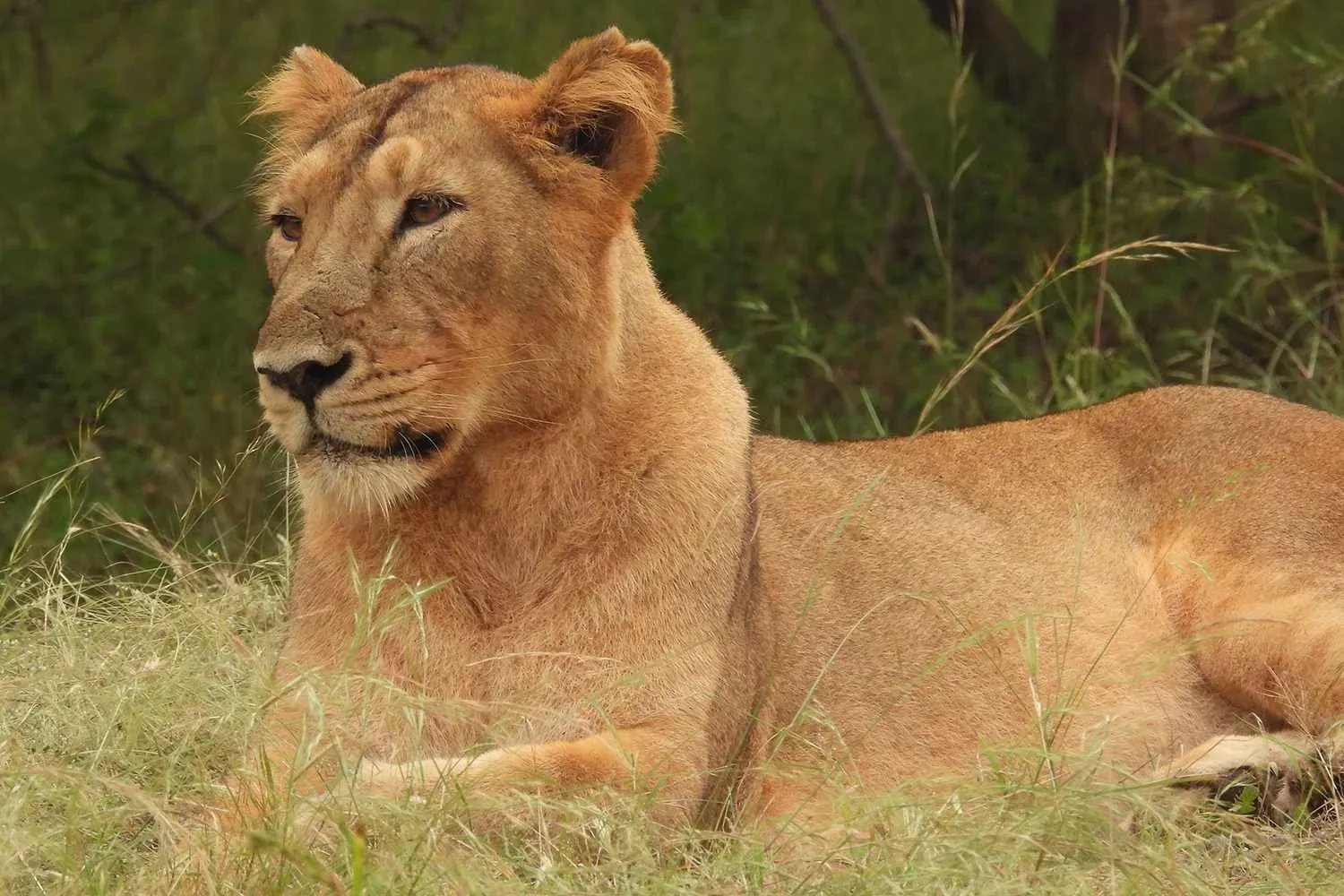 19-Year-Old Man Killed by Lioness at Zoo Had Previously Tried to Sneak into Africa to Tame Big Cats