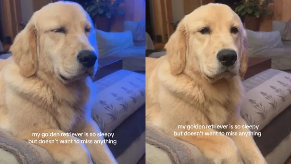 Golden Retriever with FOMO Shows His Sleepy Side in Funny Video