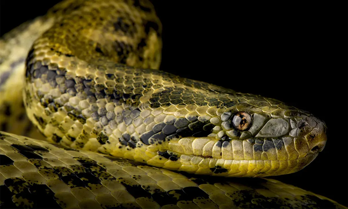 Living Large: Massive Anacondas Exploded 12 Million Years Ago