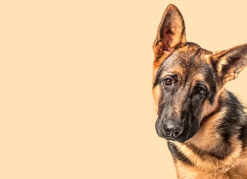 German Shepherd Expresses Hunger in Hilarious Way Using Her 'Talking Buttons'