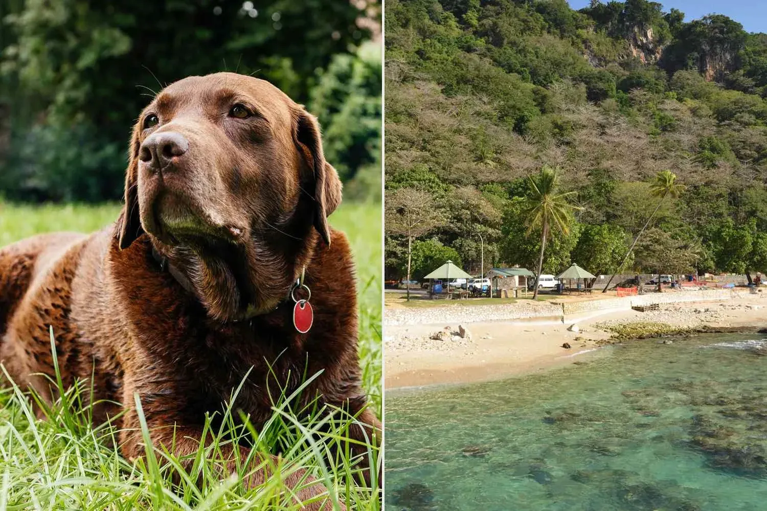 Christmas Island Has Prohibited Dogs for Years, Leaving Shiloh the Chocolate Lab as the Sole Canine Resident