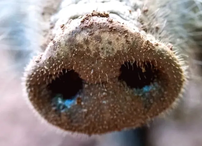 Spain worries about potential loss of multibillion-euro industry because of swine fever