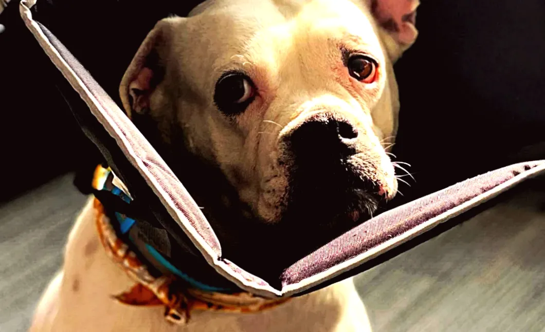 Caring Father Wears Cone to Keep Recovering Black Labrador Company