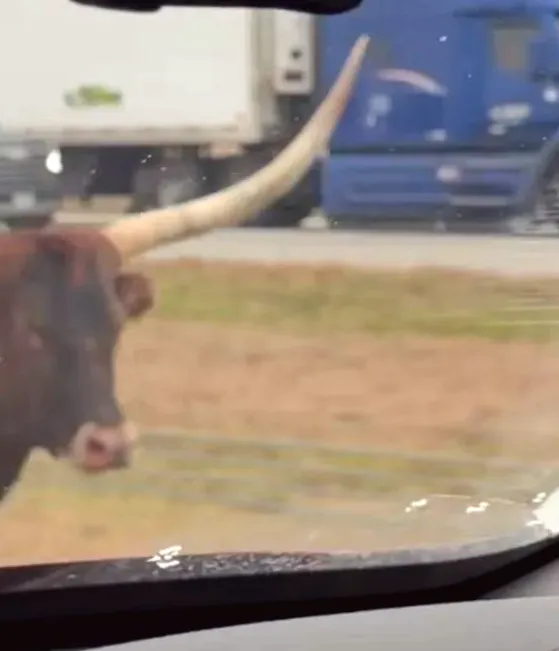Video: Longhorn seen walking along Indiana highway