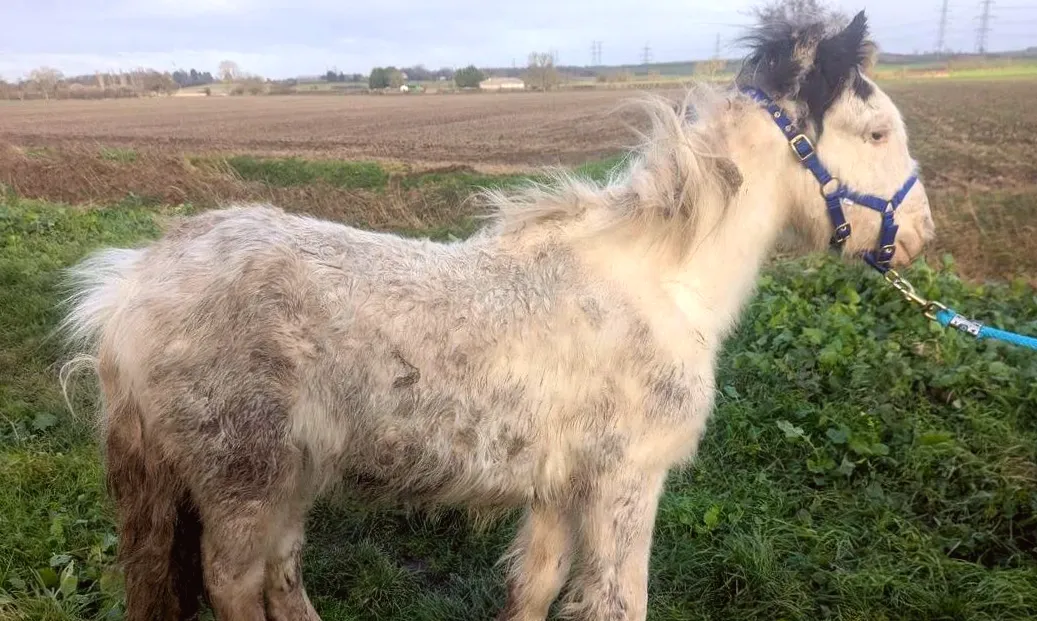 RSPCA issues warning after pony left abandoned on public footpath