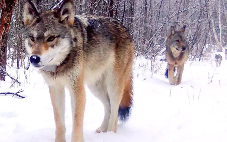 Could deer hunters in Minnesota be illegally killing wolves?