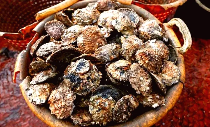 Thriving Loch Ryan oysters relocated to new Firth of Forth habitat
