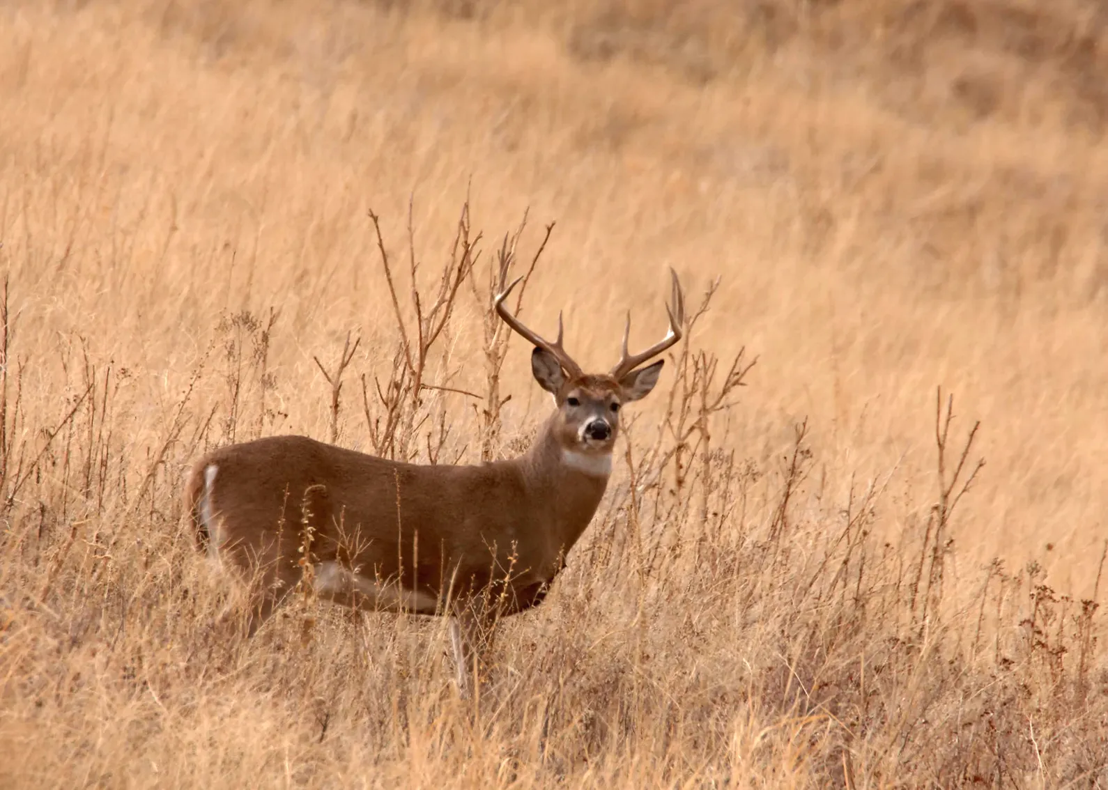 Montana to Reduce Nonresident Deer Tags due to EHD Declines and Increased Pressure from Out-of-State Hunters