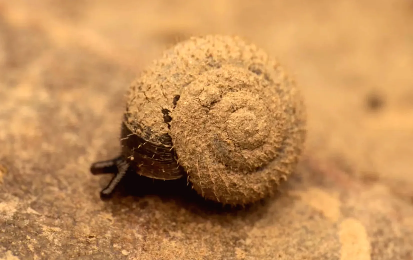 German hairy snails vanishing from River Thames in London