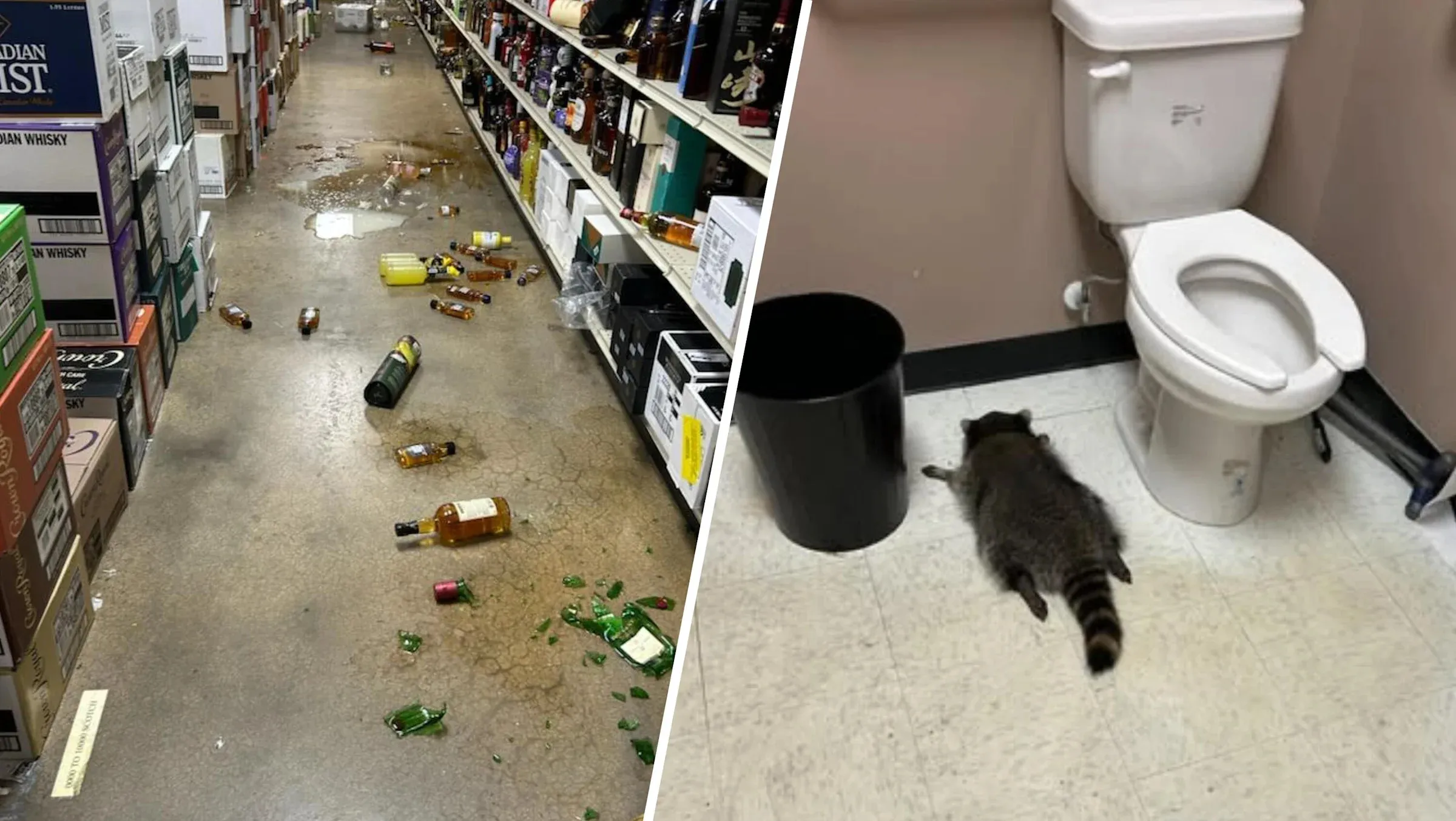 Raccoon found unconscious on Virginia liquor store bathroom floor following wild drinking spree