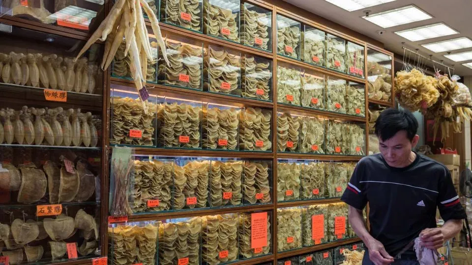 Less than 10 porpoises remain. Is it possible to save the species?