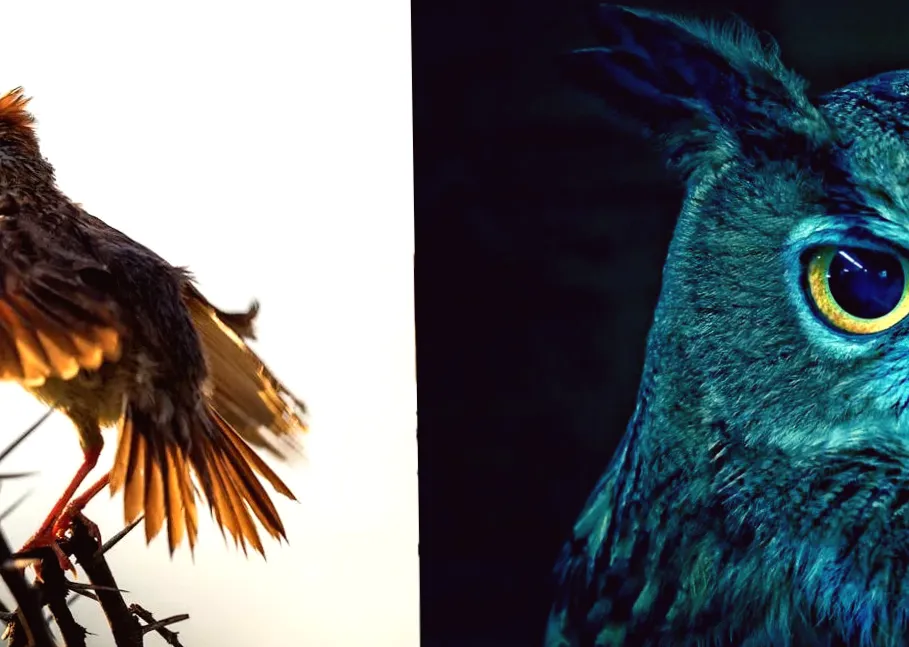 Discover Your Chronotype: Identifying if You're a Night Owl or an Early Bird Can Improve Test Performance and Prevent Scams