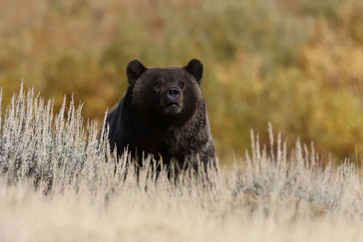 Photographer captures disturbing moment tourists corner a grizzly bear near parking lots: 'They should be removed'