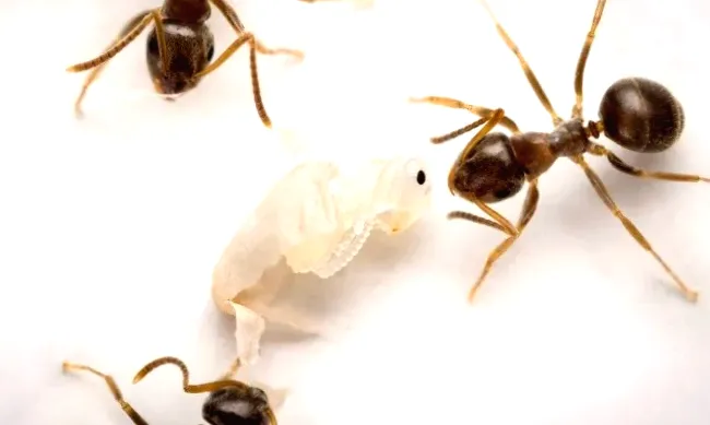 'Inviting destruction to save the colony: sick ants call for death'