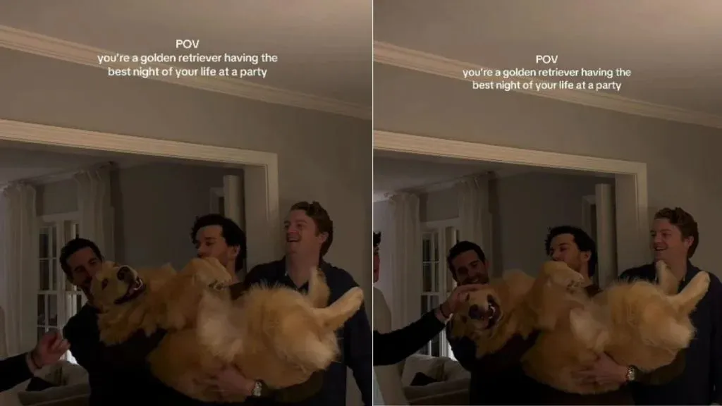 Video: Golden Retriever Enjoys the 'Best Night' at Party