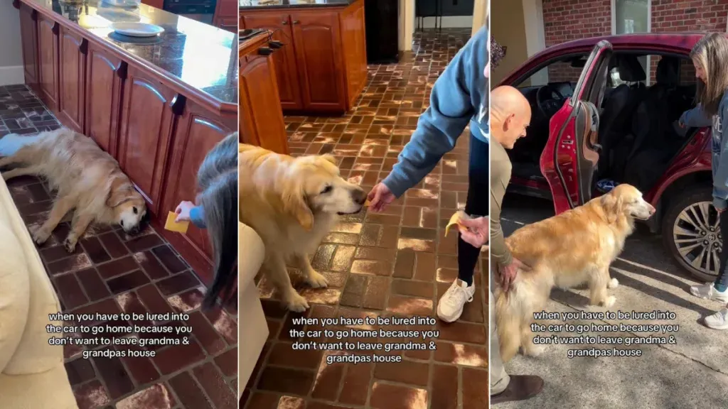 Video: Owner Uses Cheese to Get Dog Into Car for a Purpose