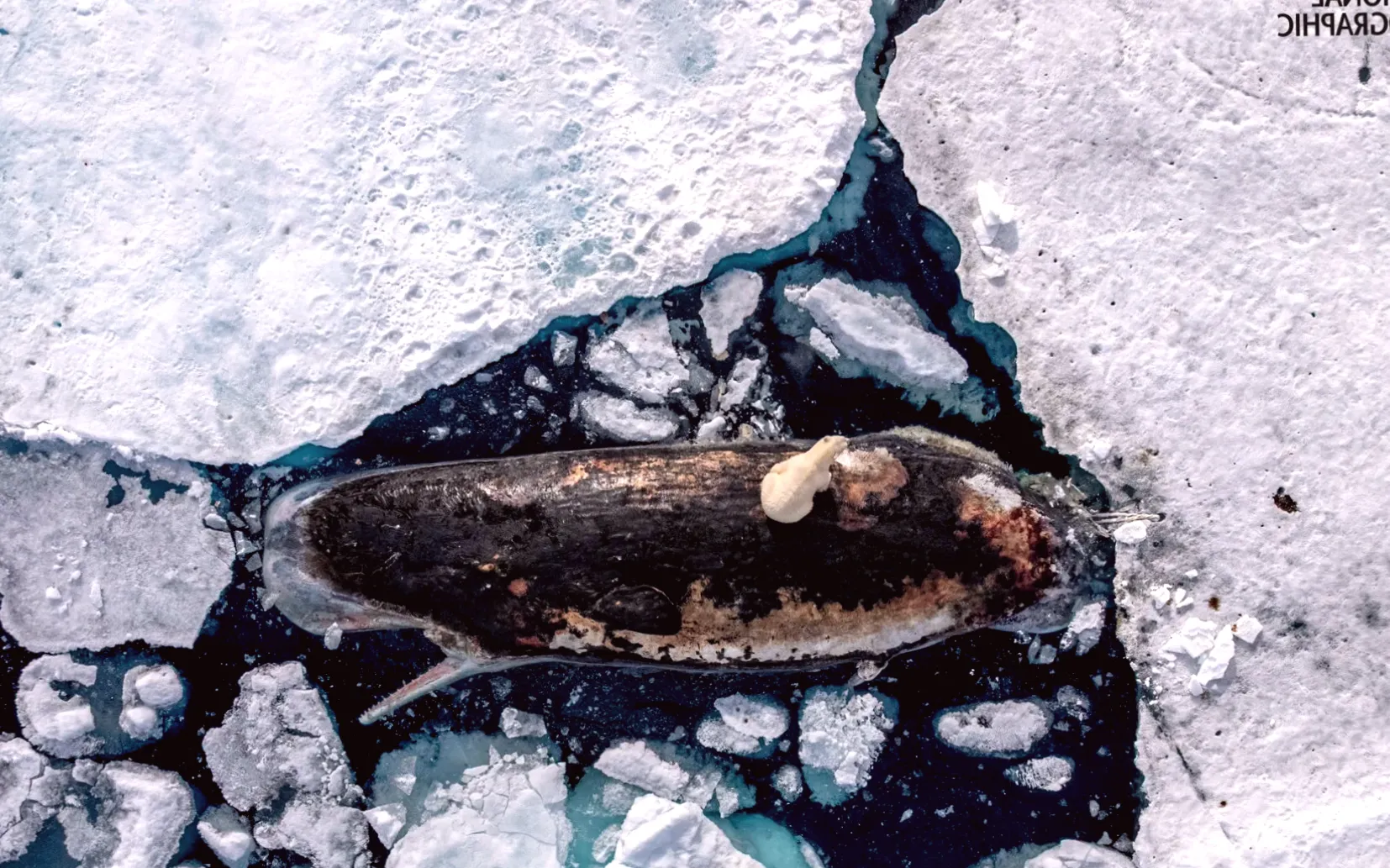 5 stunning photos featured in National Geographic's Pictures of the Year