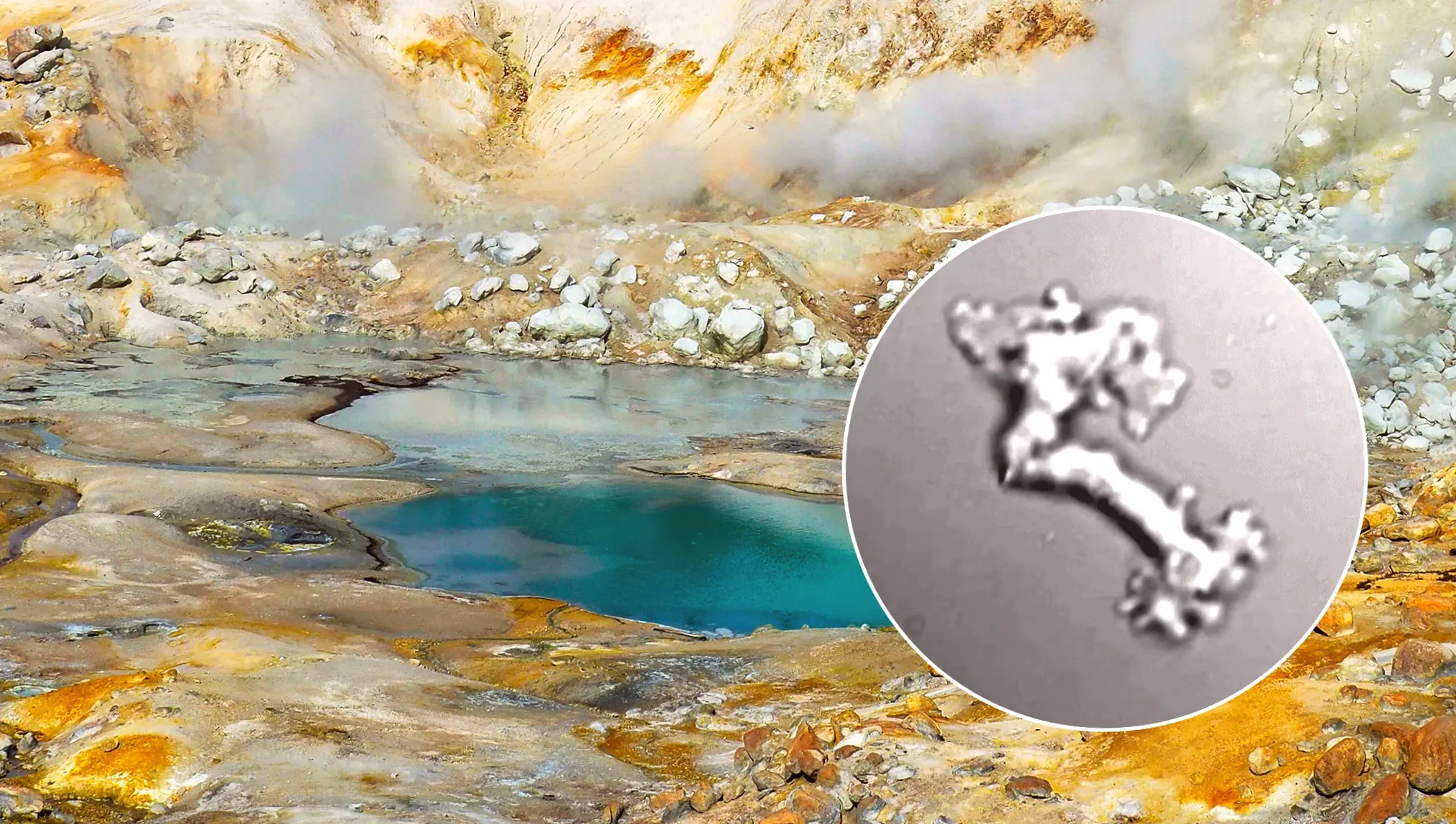 Researchers amazed by the "Fire Amoeba" withstanding extreme temperatures