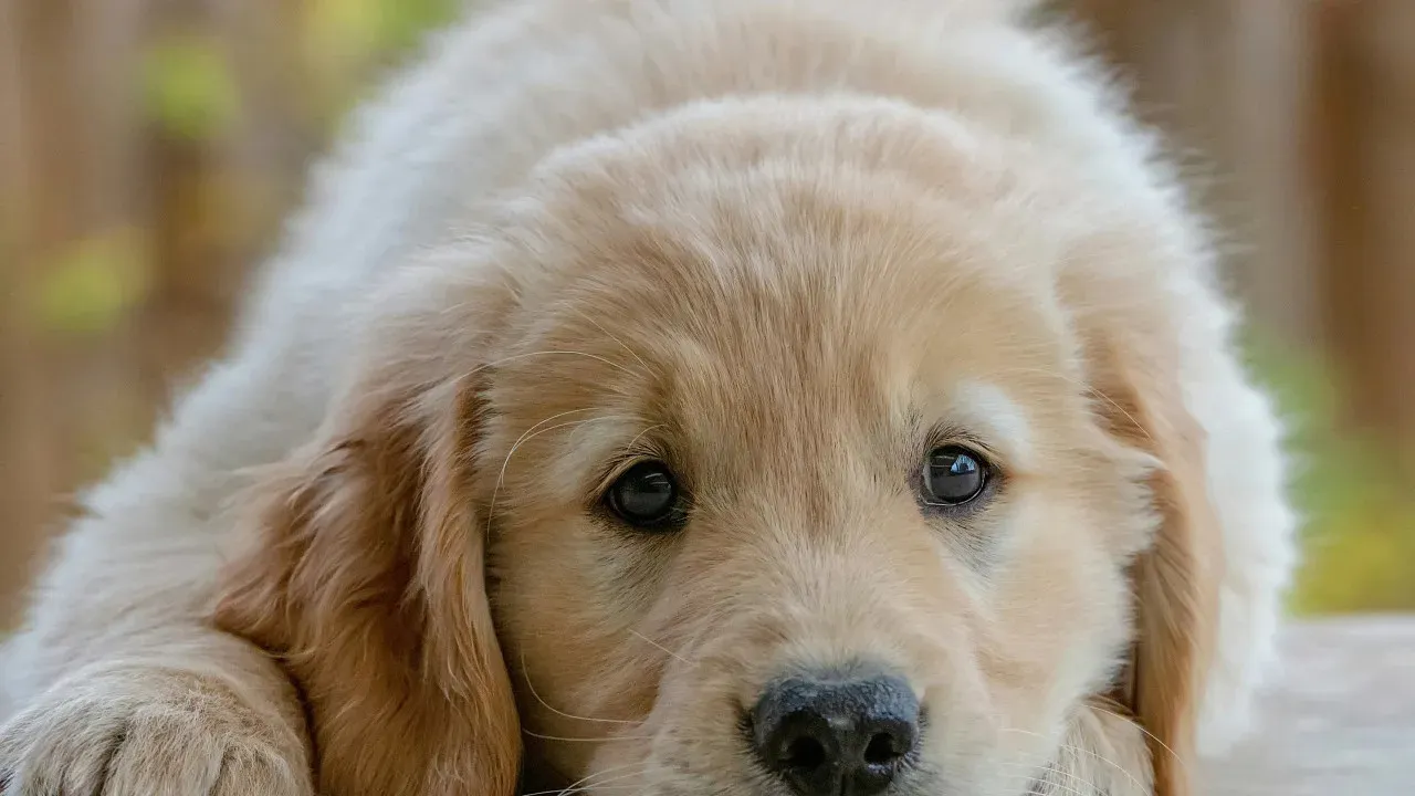 Golden Retriever Puppy with Impressive Language Skills Will Capture Your Heart Instantly