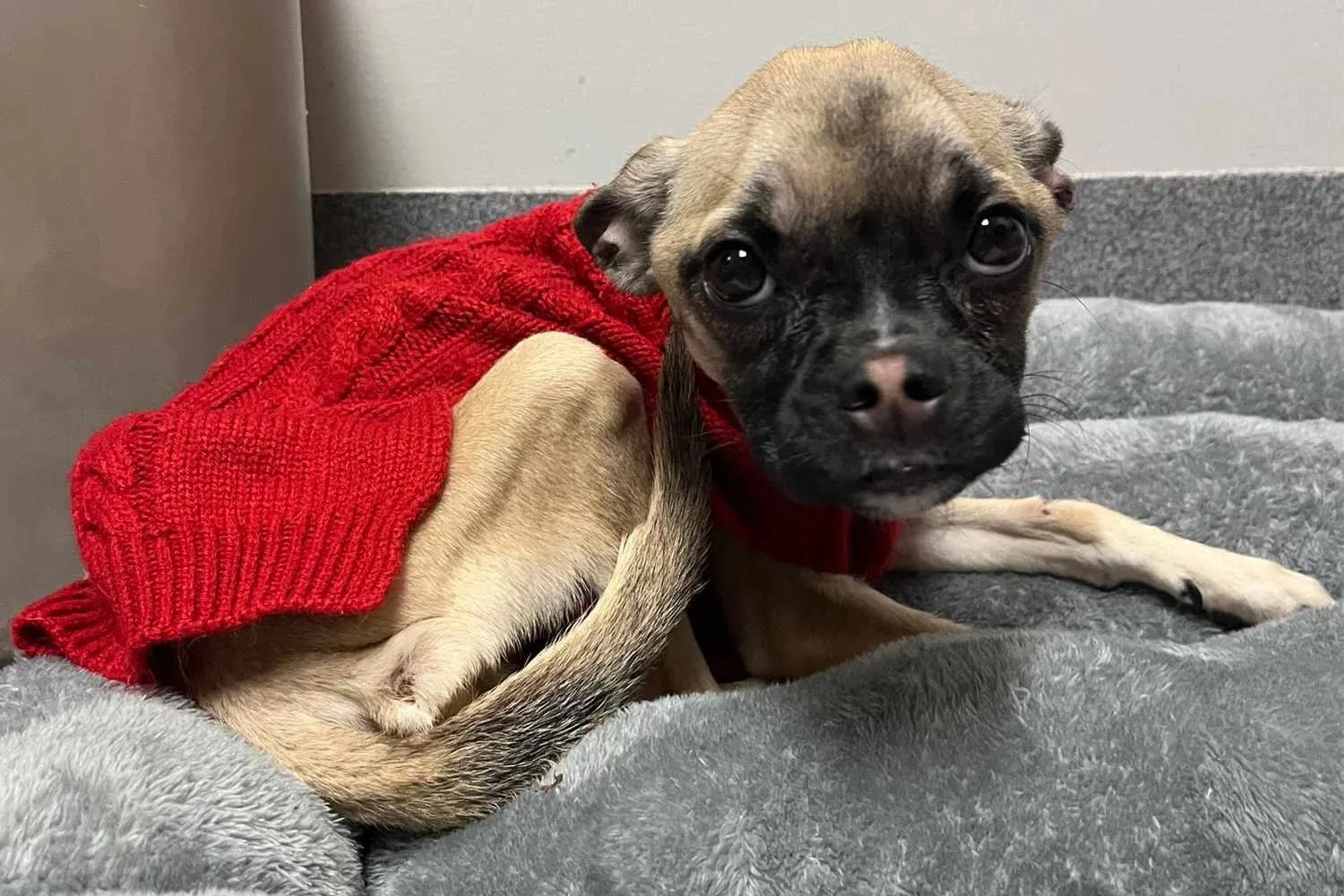 Routine Traffic Stop Reveals Emaciated Dog Neglected by Previous Owner for a Year