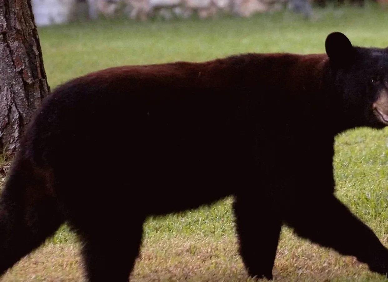 Florida Resumes Black Bear Hunt Amid Opposition to Reduce Bear Deaths