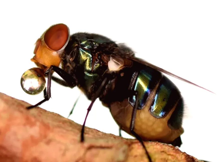 Do flies actually regurgitate on your food when they land on it?