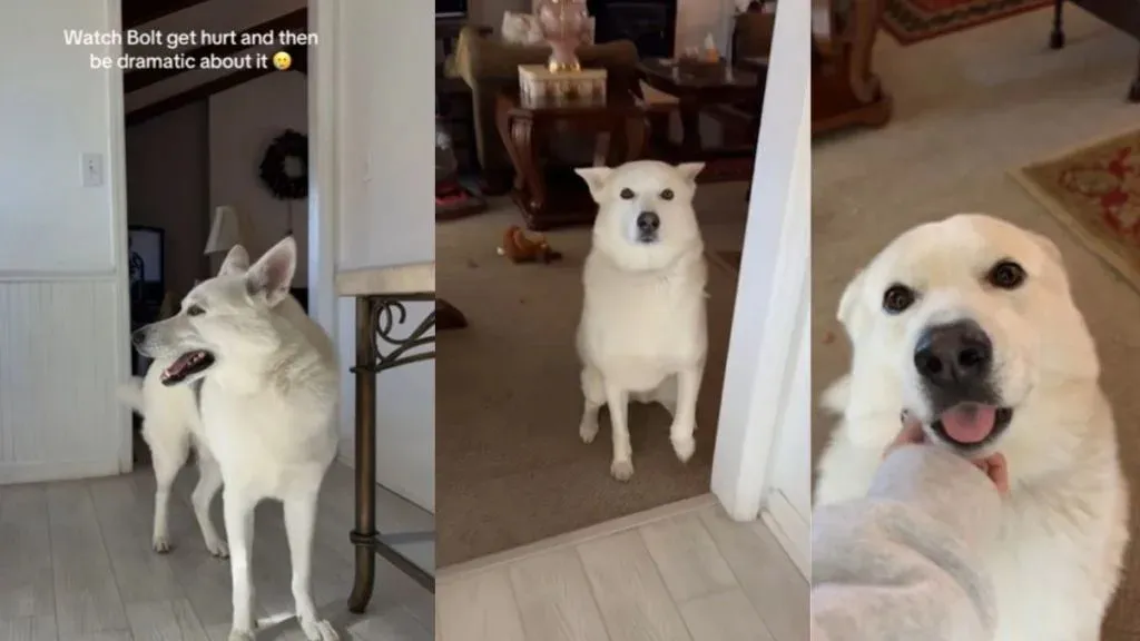 Confused Shepsky Can't Remember Where He Injured Himself on Video