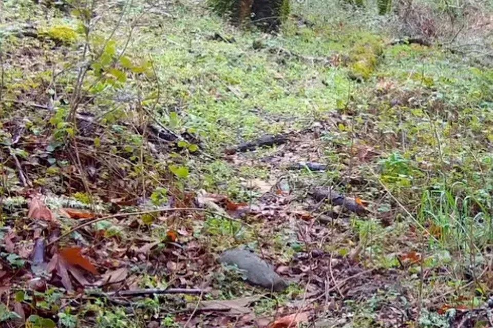 Photographer amazed by rare footage of elusive mountain predator: 'Truly a magical moment'