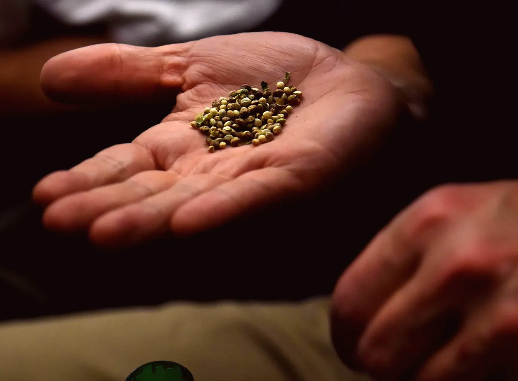 Growers warn that new US seed ban may push cannabis genetics into underground market