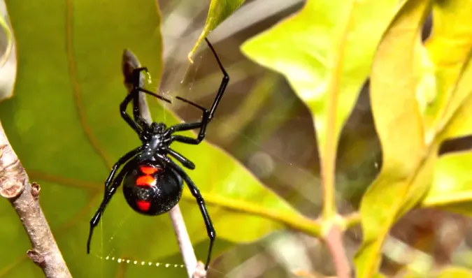 States Where Black Widow Spiders Are Most Likely to Be Found