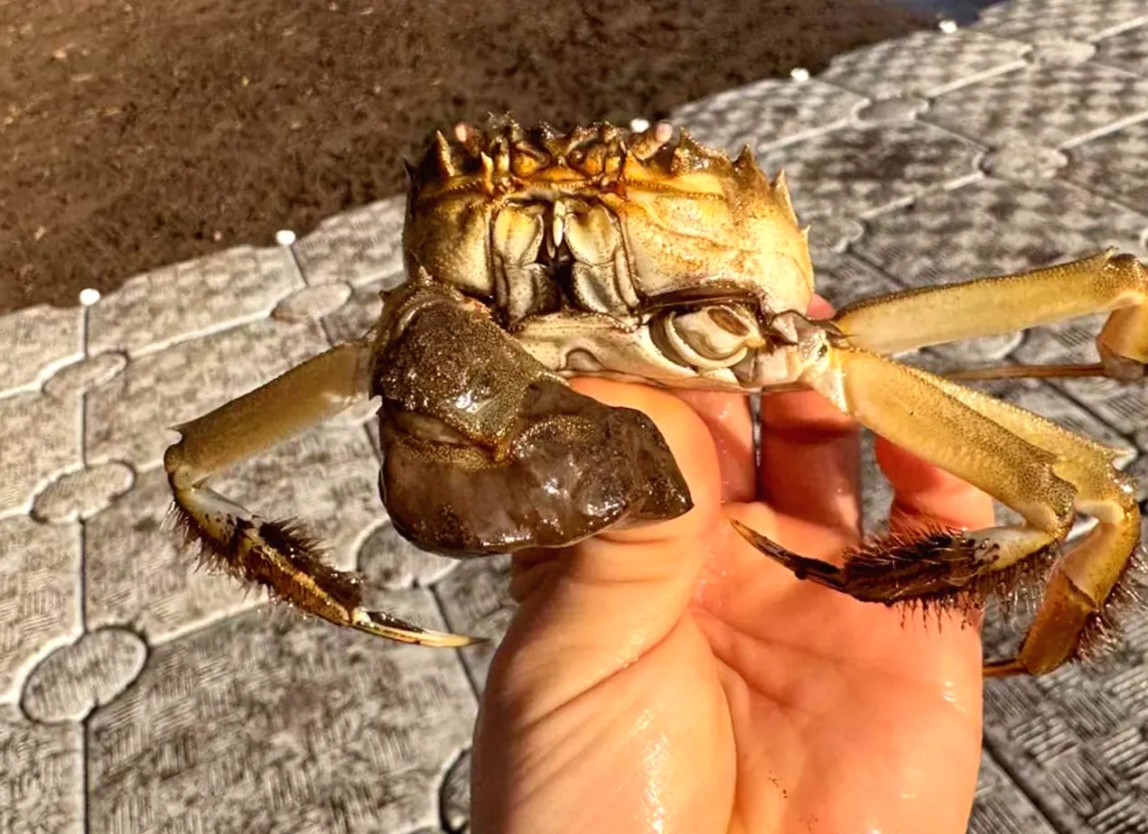 Oregon Officials Express Concern Over Appearance of Hairy, Invasive, Wall-Scaling Crabs