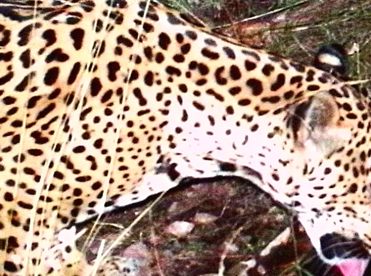 Rare Sightings of Jaguar in Arizona Raise Hopes for Species Recovery