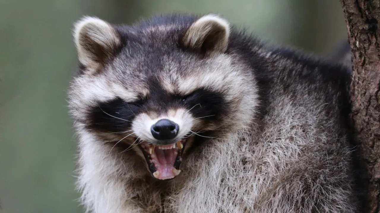 Livestock Guardian Dog's First Encounter With Predator Doesn't Go as Expected