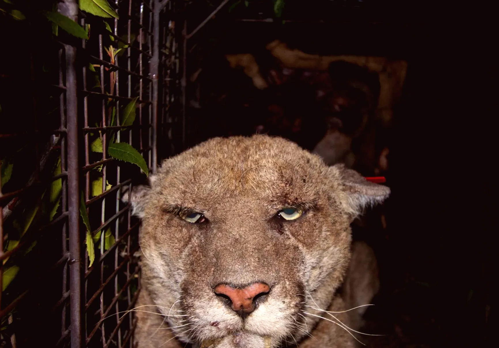 California pesticide agency considers easing regulations on highly toxic rat poisons