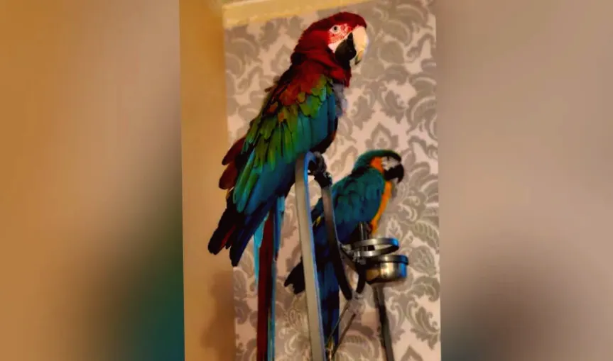 Appeal for help finding stolen 'beloved' pet parrots
